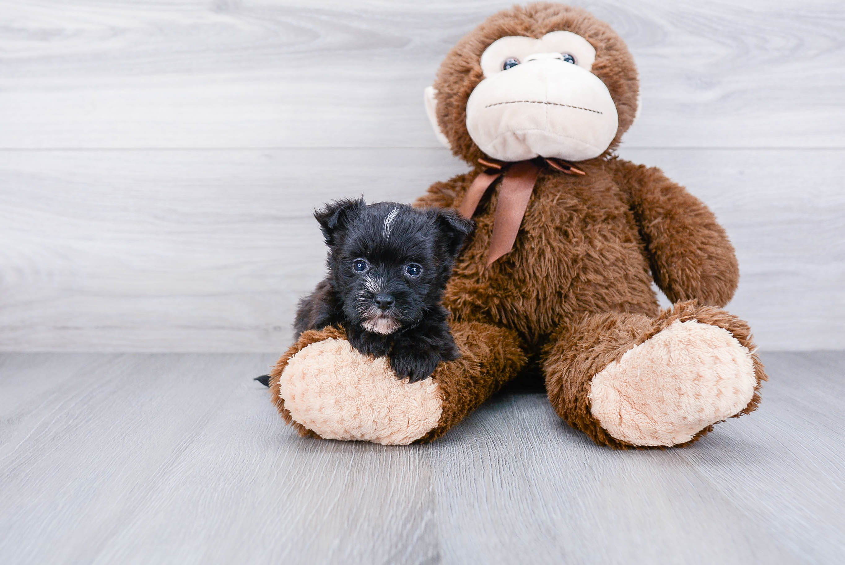 Morkie Puppy for Adoption