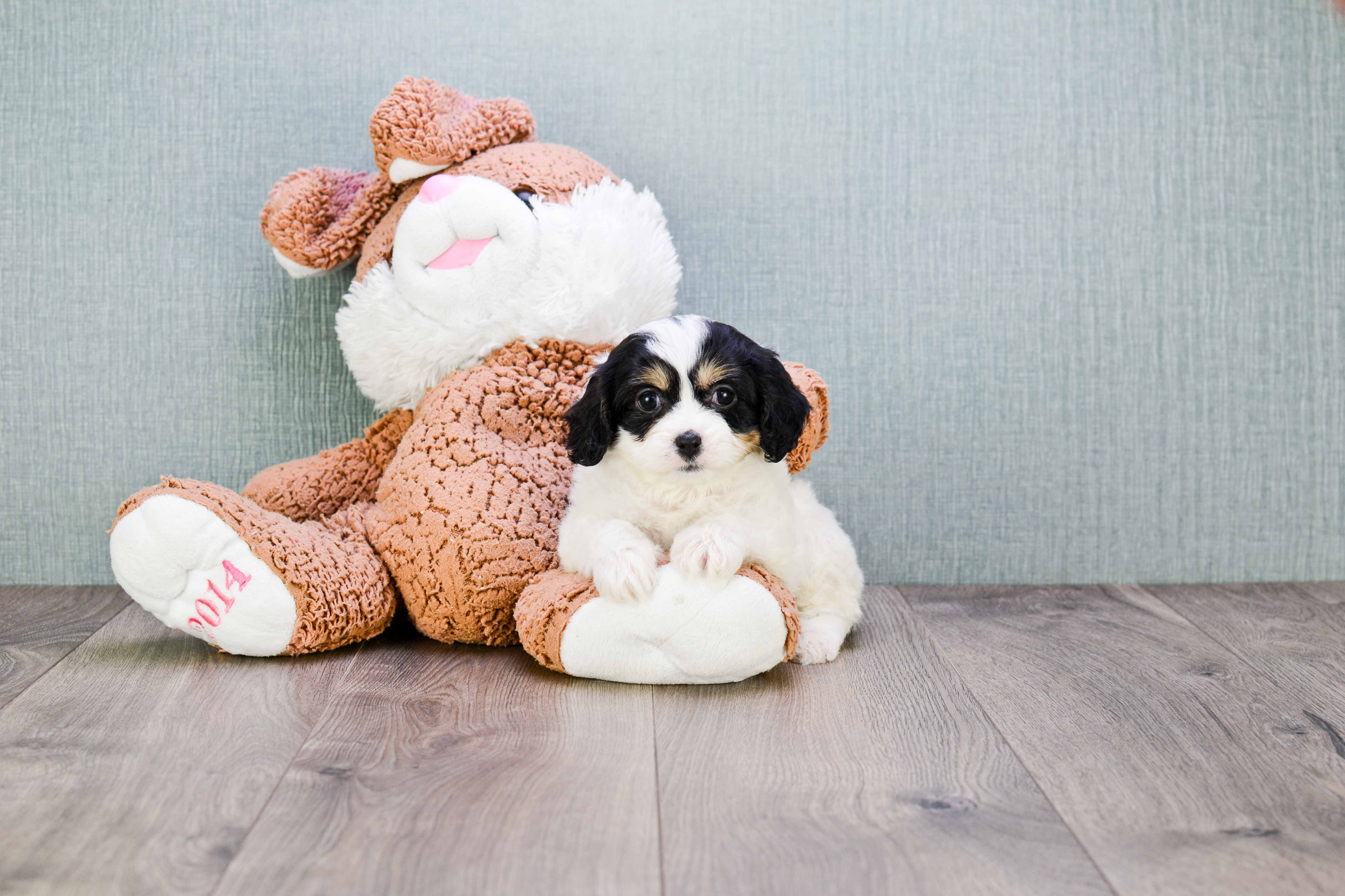 Cavachon Puppy for Adoption