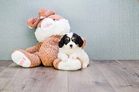 Cavachon Puppy for Adoption