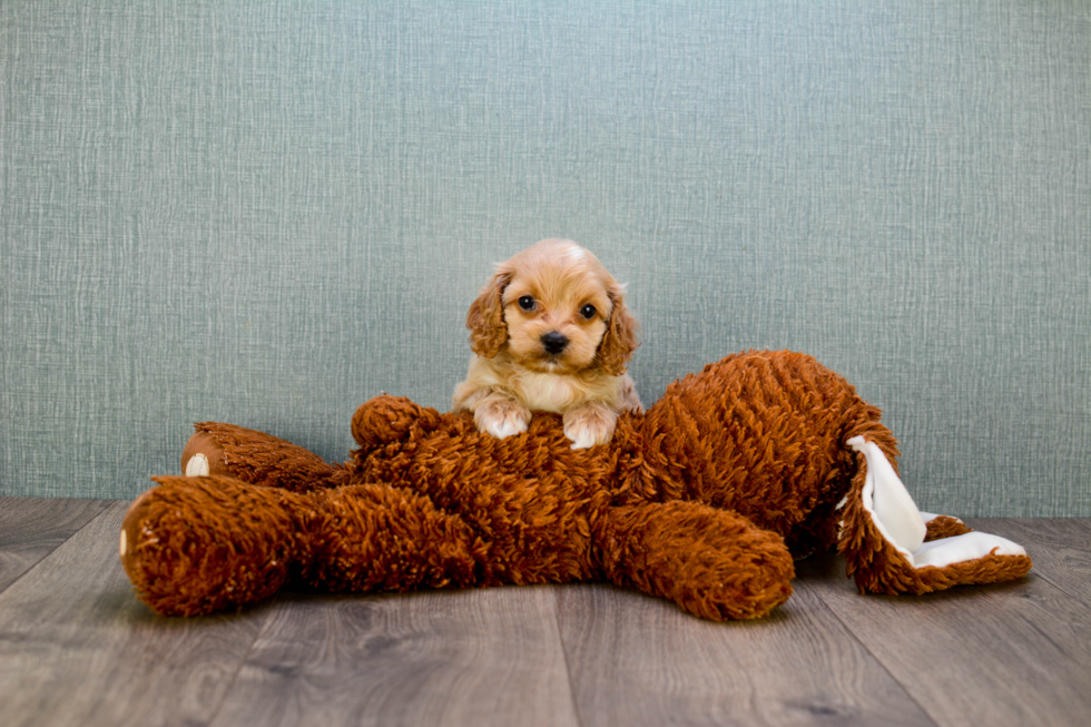 Happy Cavapoo Baby