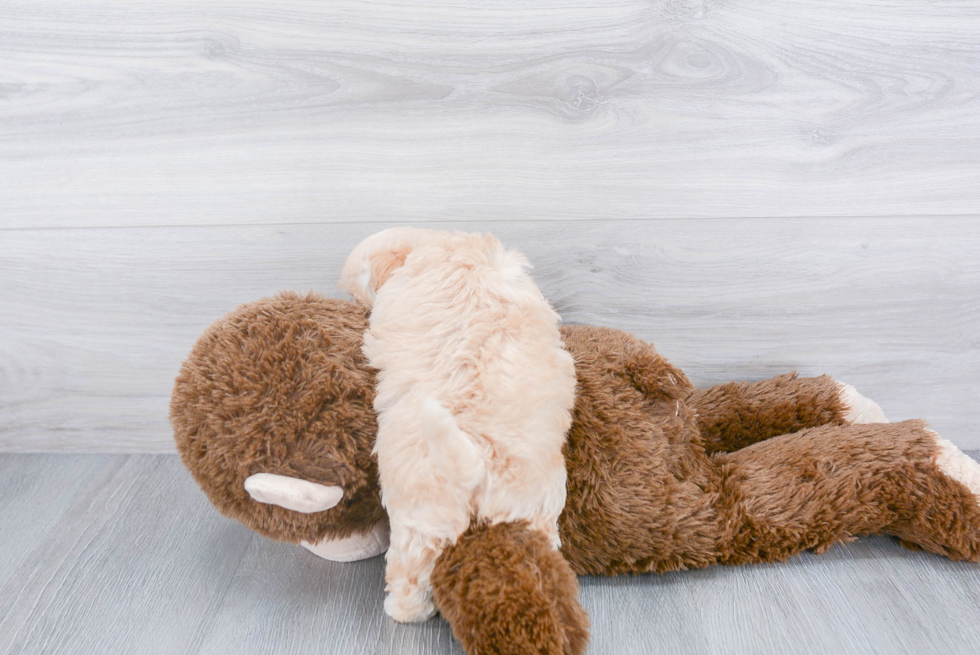 Little Maltepoo Poodle Mix Puppy