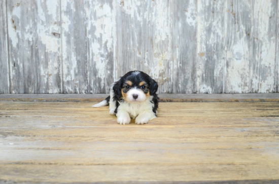 Small Cavachon Baby