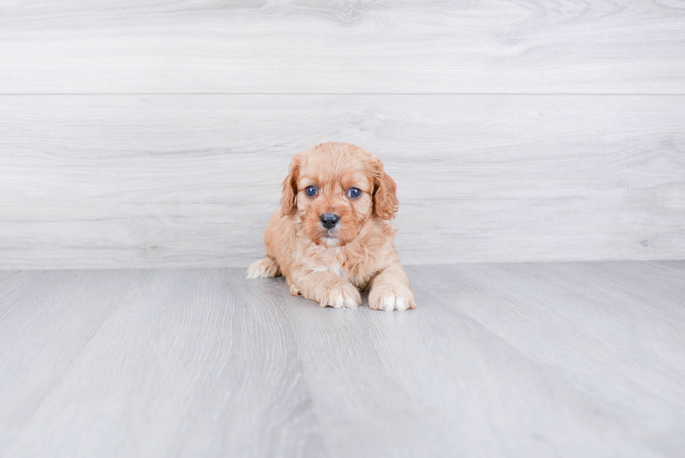 Best Cavapoo Baby
