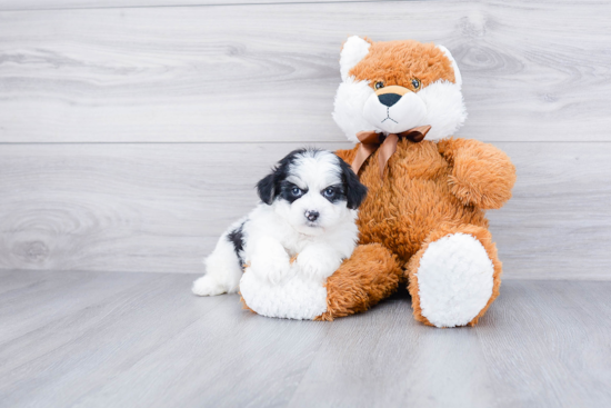 Friendly Mini Aussiedoodle Baby