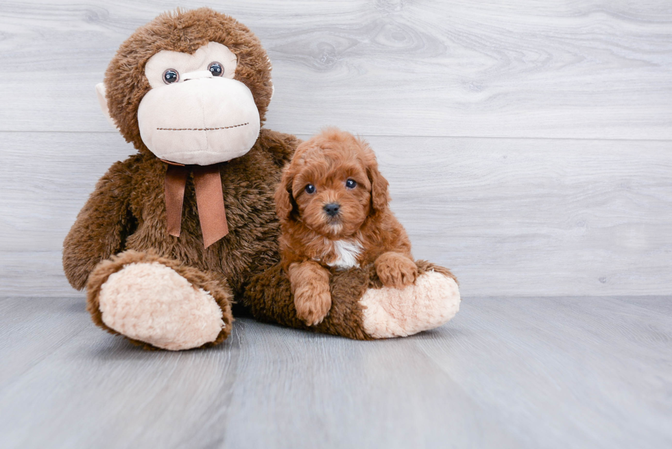 Cavapoo Pup Being Cute