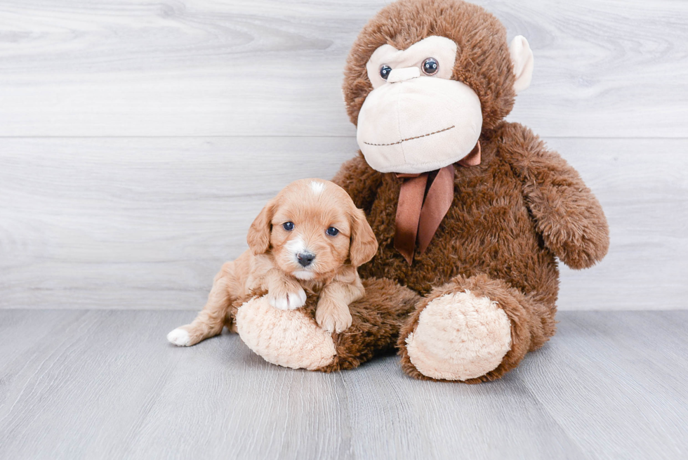 Best Cavapoo Baby