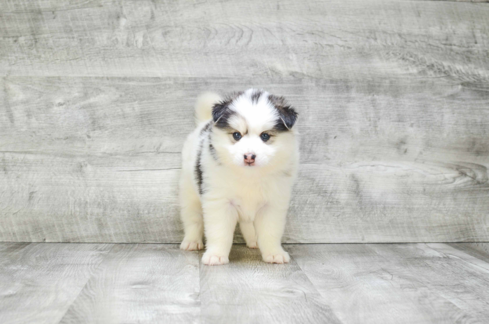 Pomsky Pup Being Cute