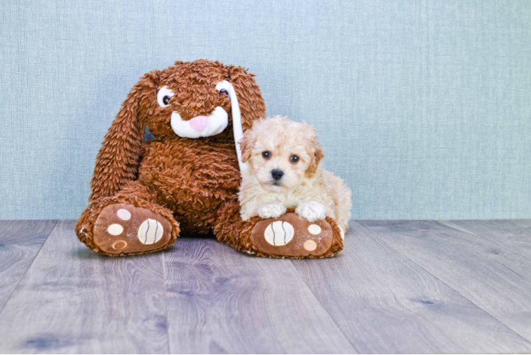 Maltipoo Pup Being Cute