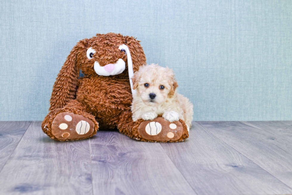 Maltipoo Pup Being Cute