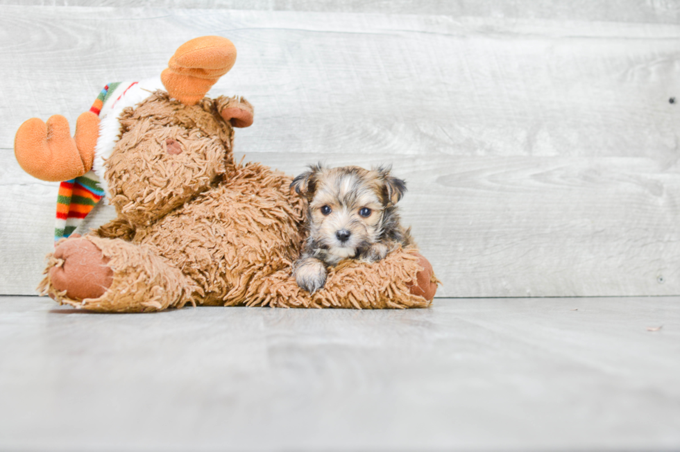 Cute Morkie Baby