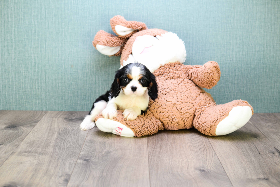 Cavalier King Charles Spaniel Puppy for Adoption