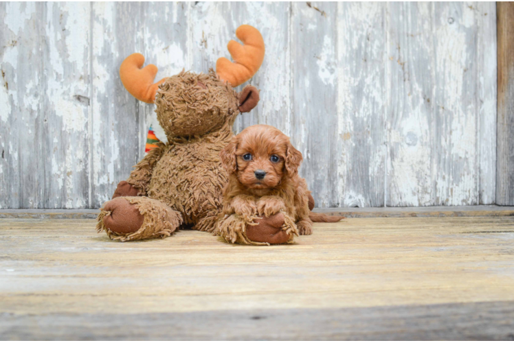 Cavapoo Puppy for Adoption