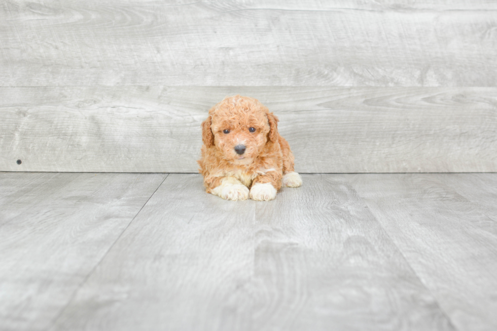 Best Maltipoo Baby