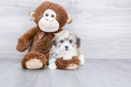 Friendly Havanese Baby