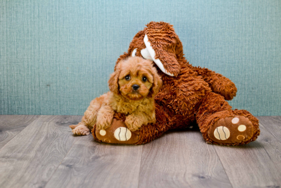 Cute Cavapoo Baby