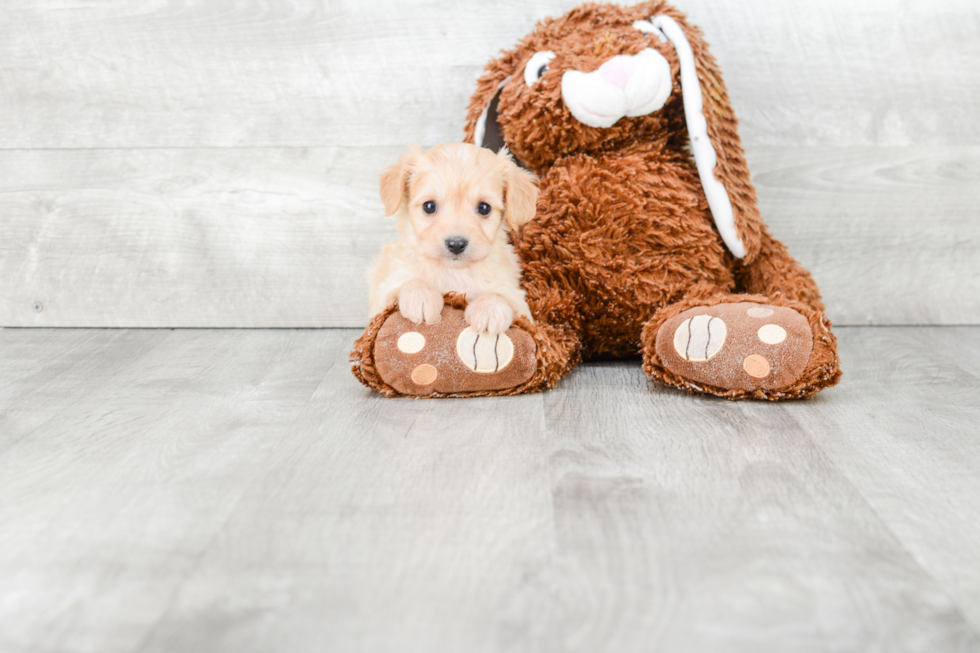 Cavachon Pup Being Cute