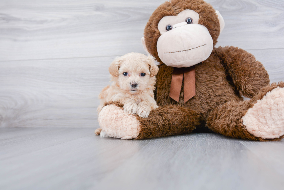 Funny Maltipoo Poodle Mix Pup