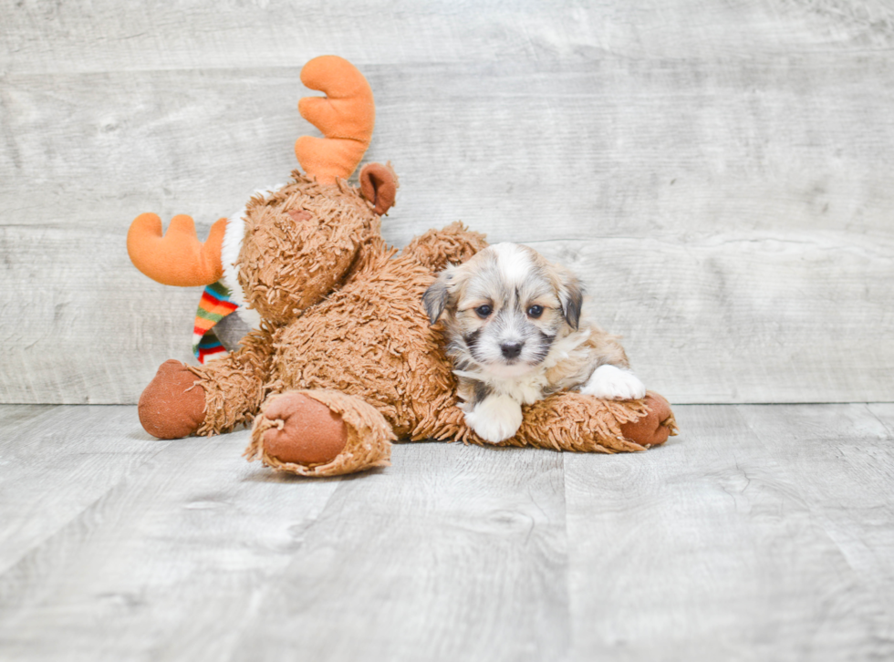 Smart Havanese Purebred Puppy