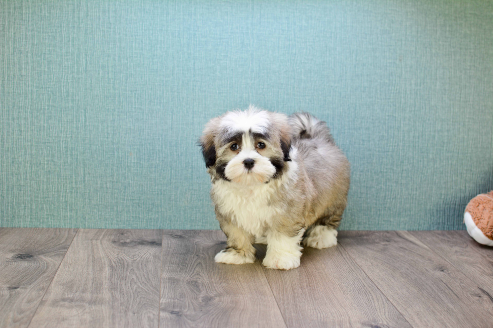 Playful Havanese Baby