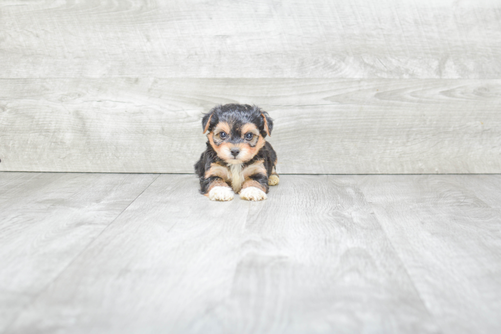 Small Morkie Baby