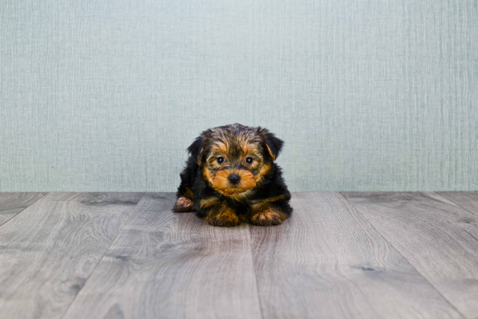 Meet Goldie - our Yorkshire Terrier Puppy Photo 