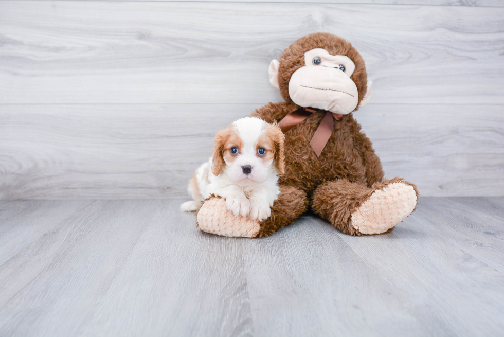 Best Cavalier King Charles Spaniel Baby