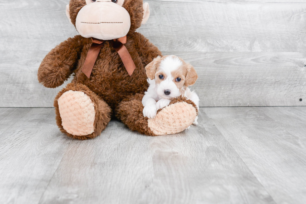 Adorable Cavoodle Poodle Mix Puppy