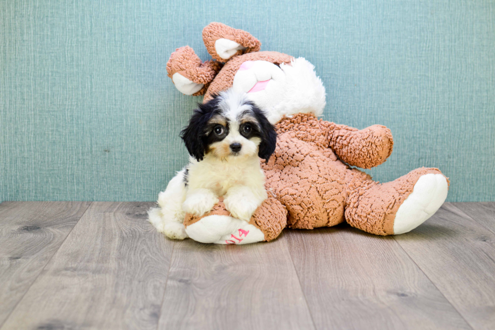 Little Cavalier Designer Puppy