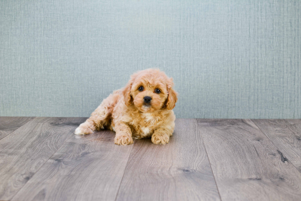 Playful Cavoodle Poodle Mix Puppy