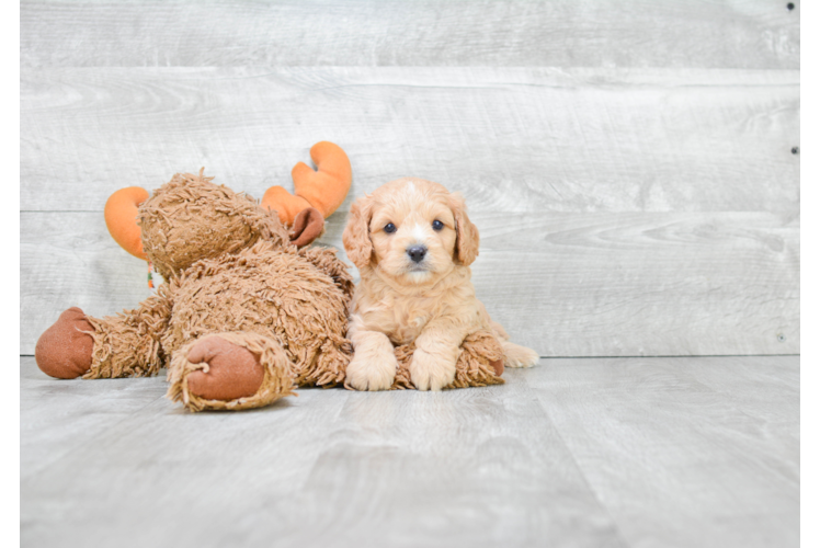 Playful Cavoodle Poodle Mix Puppy