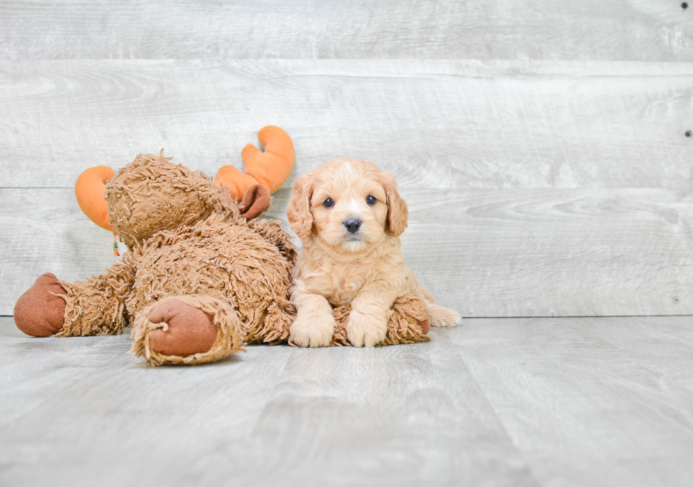 Playful Cavoodle Poodle Mix Puppy