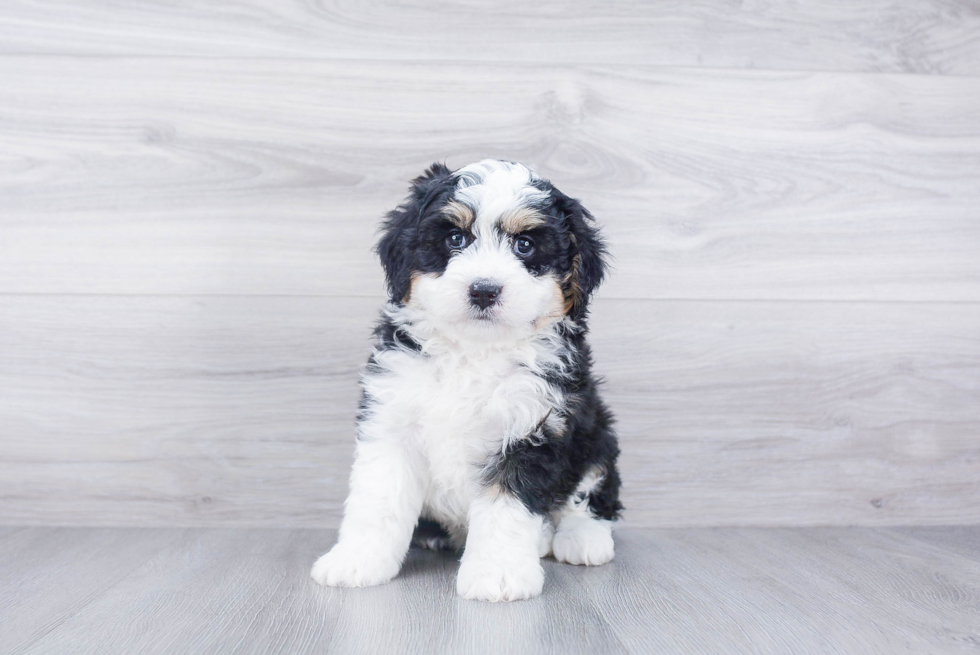 Happy Mini Bernedoodle Baby