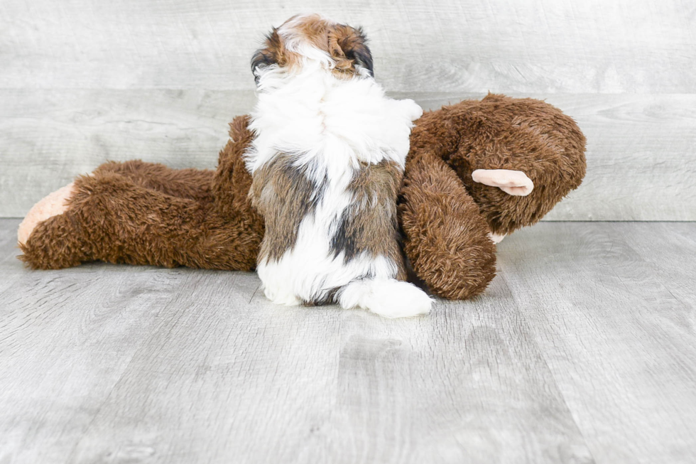 Small Havanese Baby