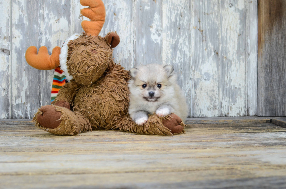 Pomeranian Pup Being Cute