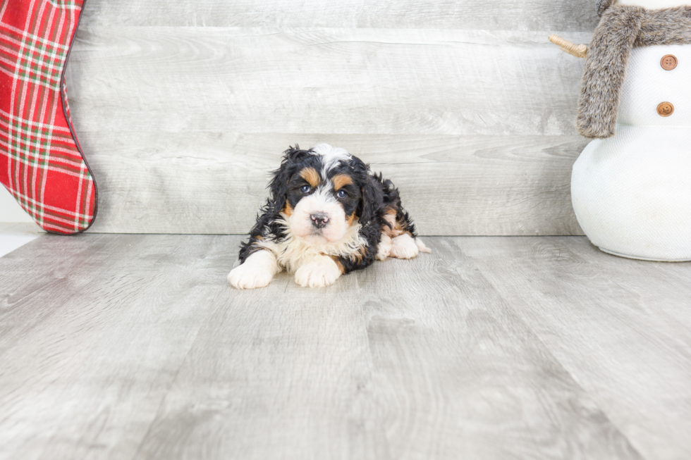 Cute Mini Bernedoodle Baby