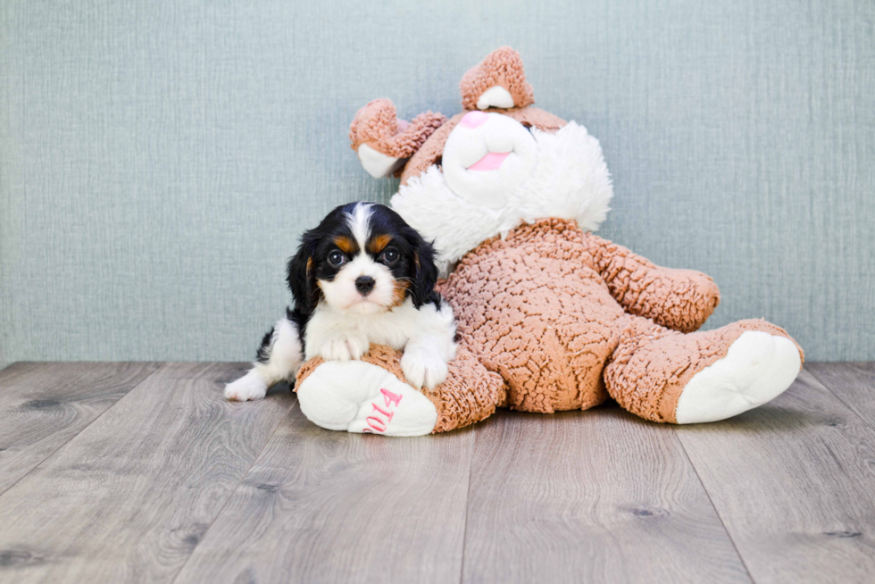 Best Cavalier King Charles Spaniel Baby