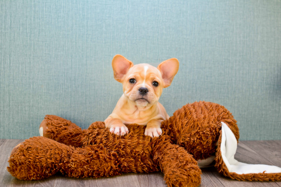 Little French Bulldog Baby