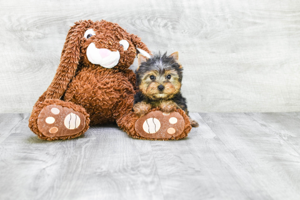 Meet Beckham - our Yorkshire Terrier Puppy Photo 