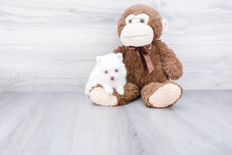 Sweet Pomeranian Purebred Puppy