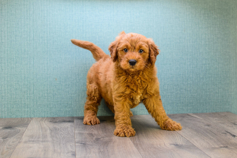 Playful Golden Retriever Poodle Mix Puppy