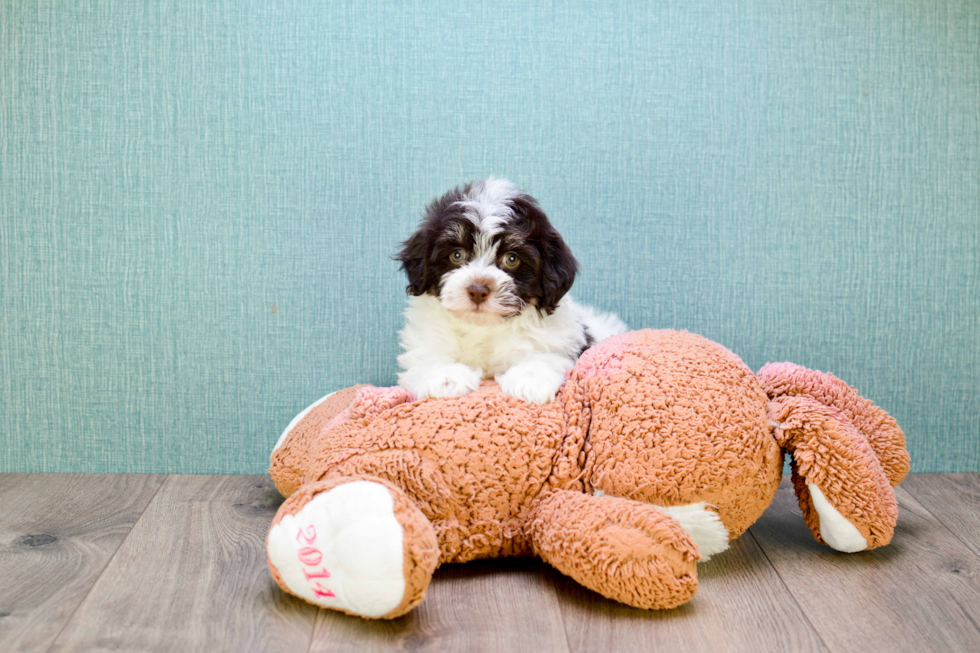 Meet Hershey - our Havanese Puppy Photo 