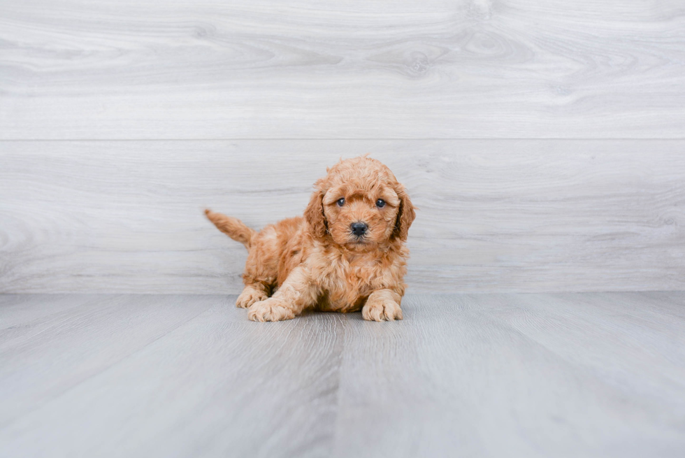 Smart Cavapoo Poodle Mix Pup