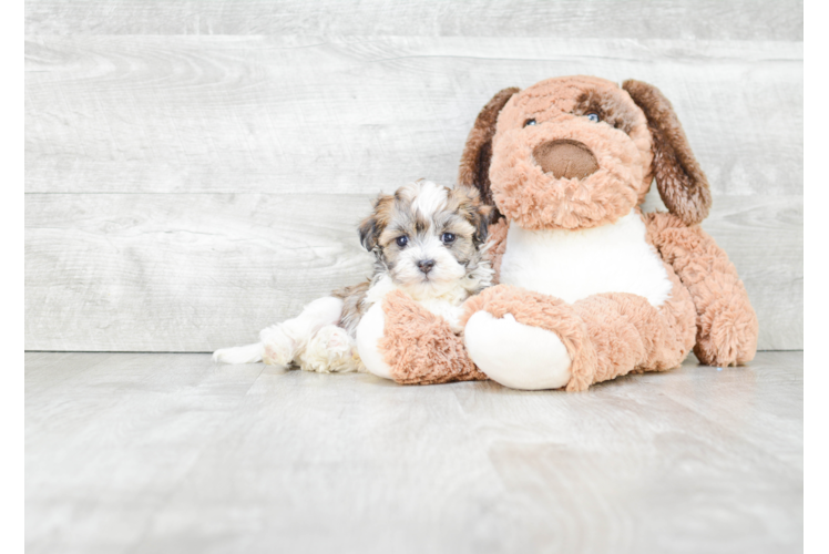 Best Havanese Baby