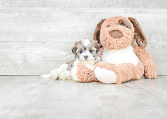 Best Havanese Baby