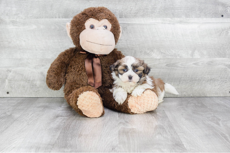 Fluffy Teddy Bear Designer Pup