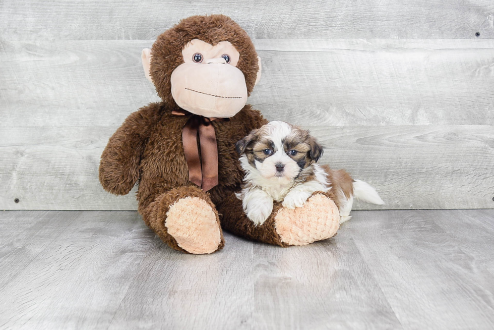Fluffy Teddy Bear Designer Pup