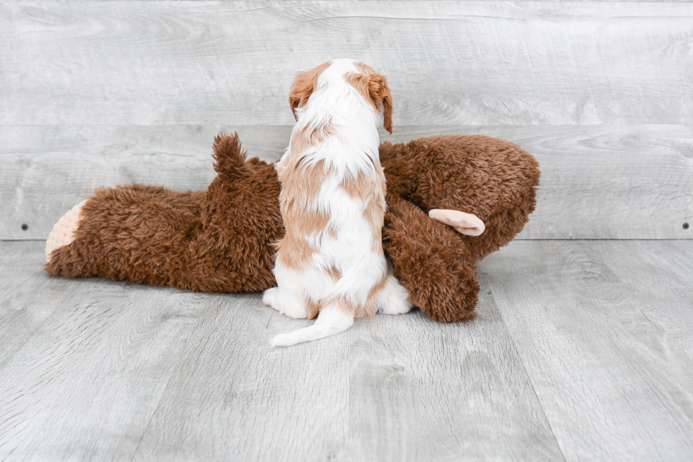 Happy Cavalier King Charles Spaniel Purebred Puppy