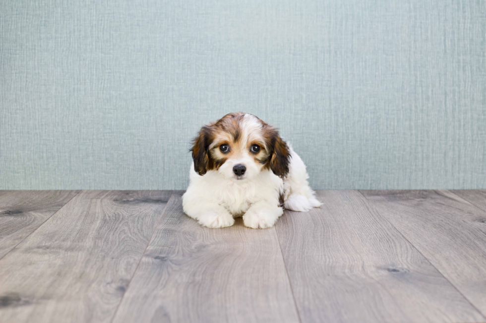 Cavachon Puppy for Adoption