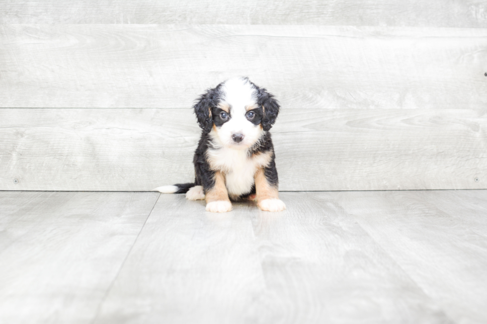 Mini Bernedoodle Pup Being Cute