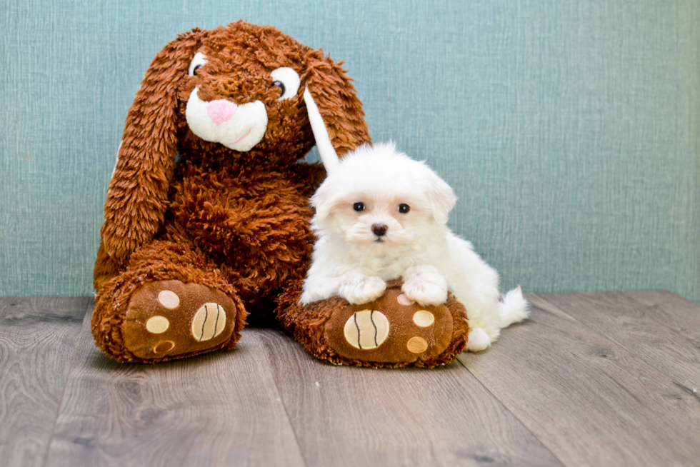 Maltese Pup Being Cute